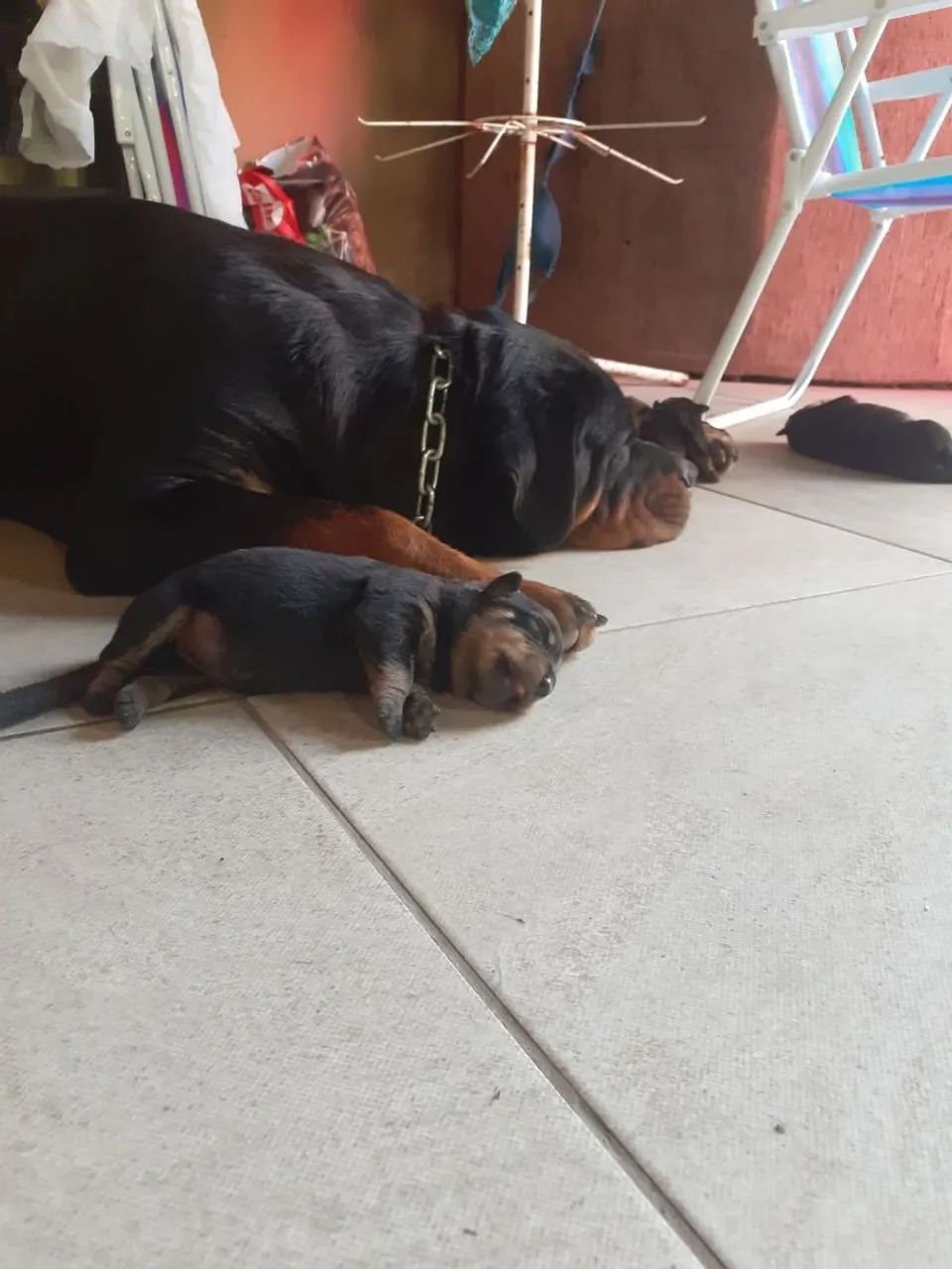 Rottweiler filhotes  - Foto 3
