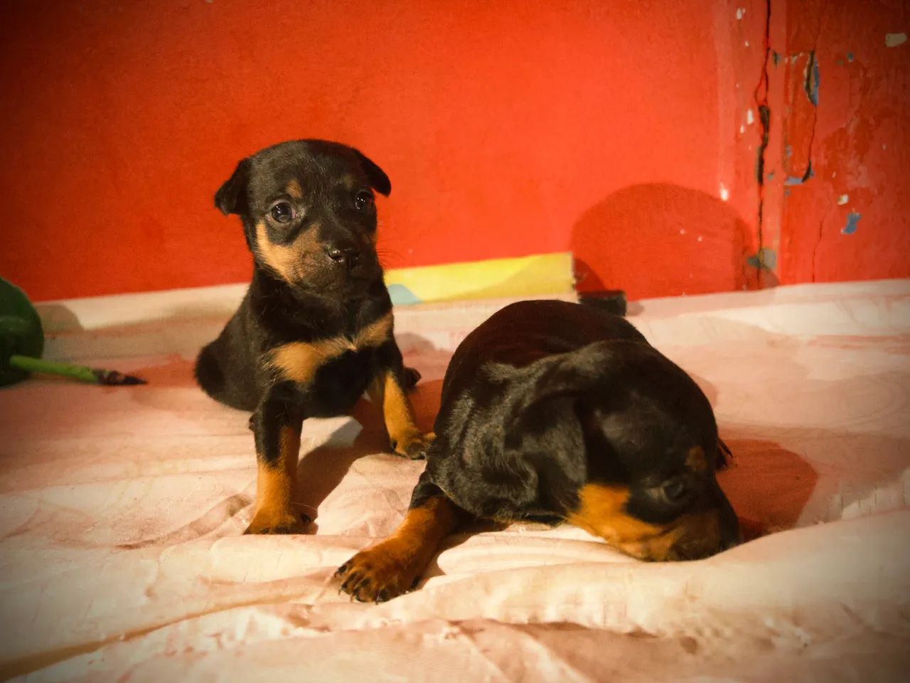Pinscher Fêmeas e Macho - Foto 3