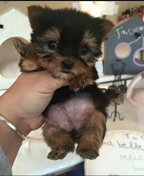 Yorkshire Terrier - Amor Constante 