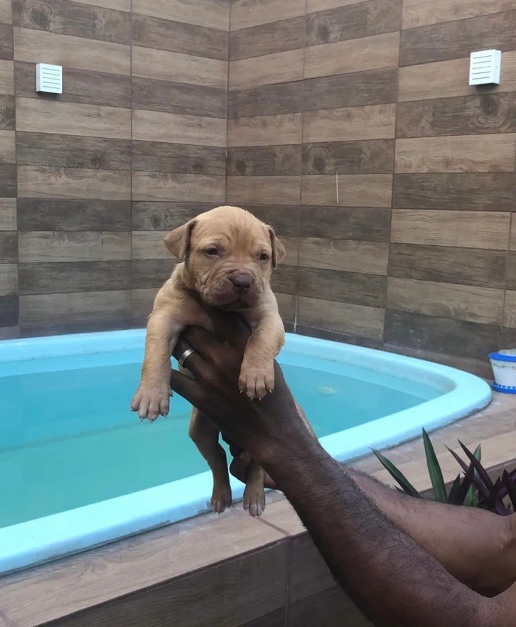 Pitbull Monster  - Foto 5