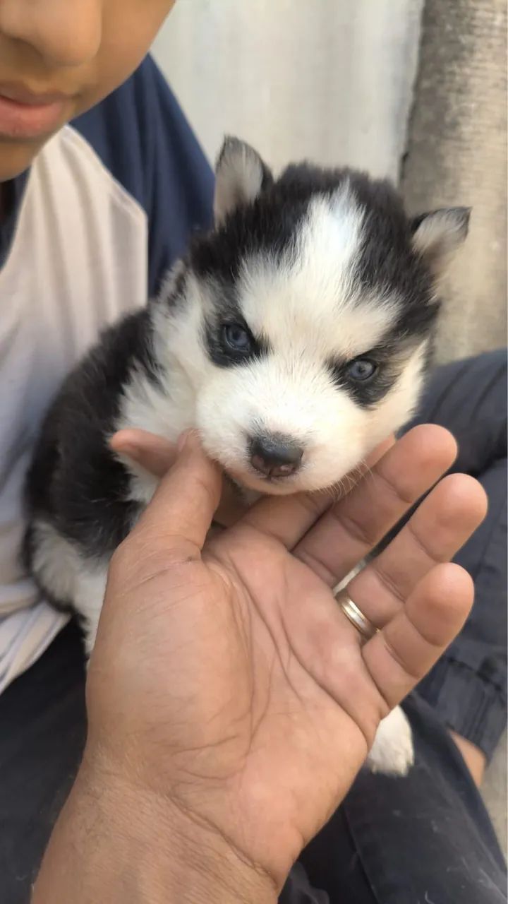 Cachorro Husky Siberiano  - Foto 4