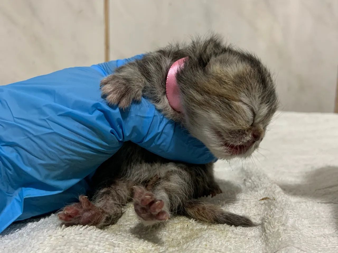 Gato Persa  - Foto 4