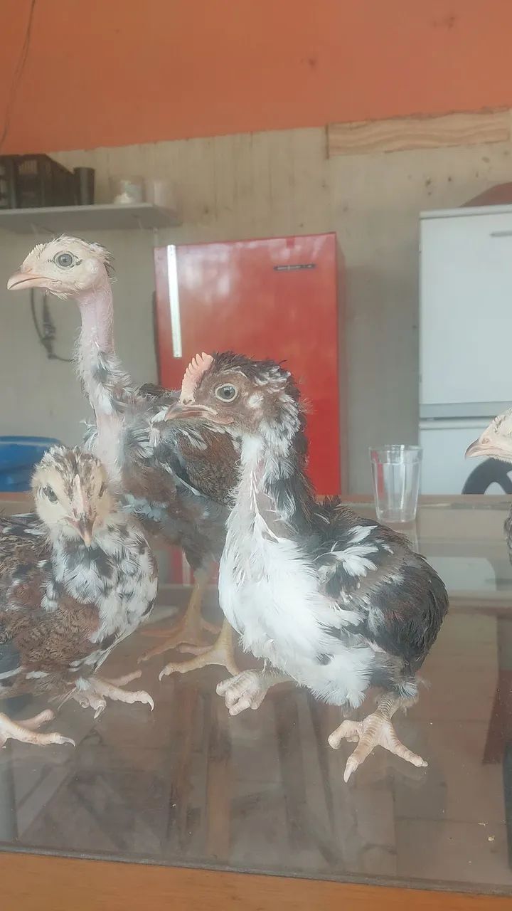 Vendendo pintinhos de jsb - Foto 4