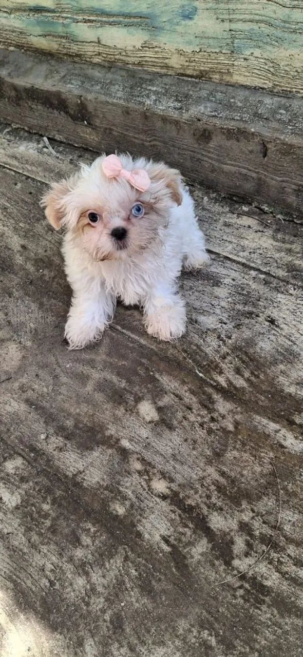 Shitzu 