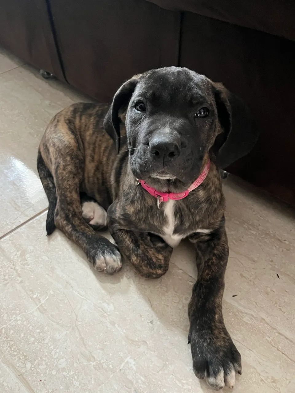 Cachorro Cane corso  - Foto 3