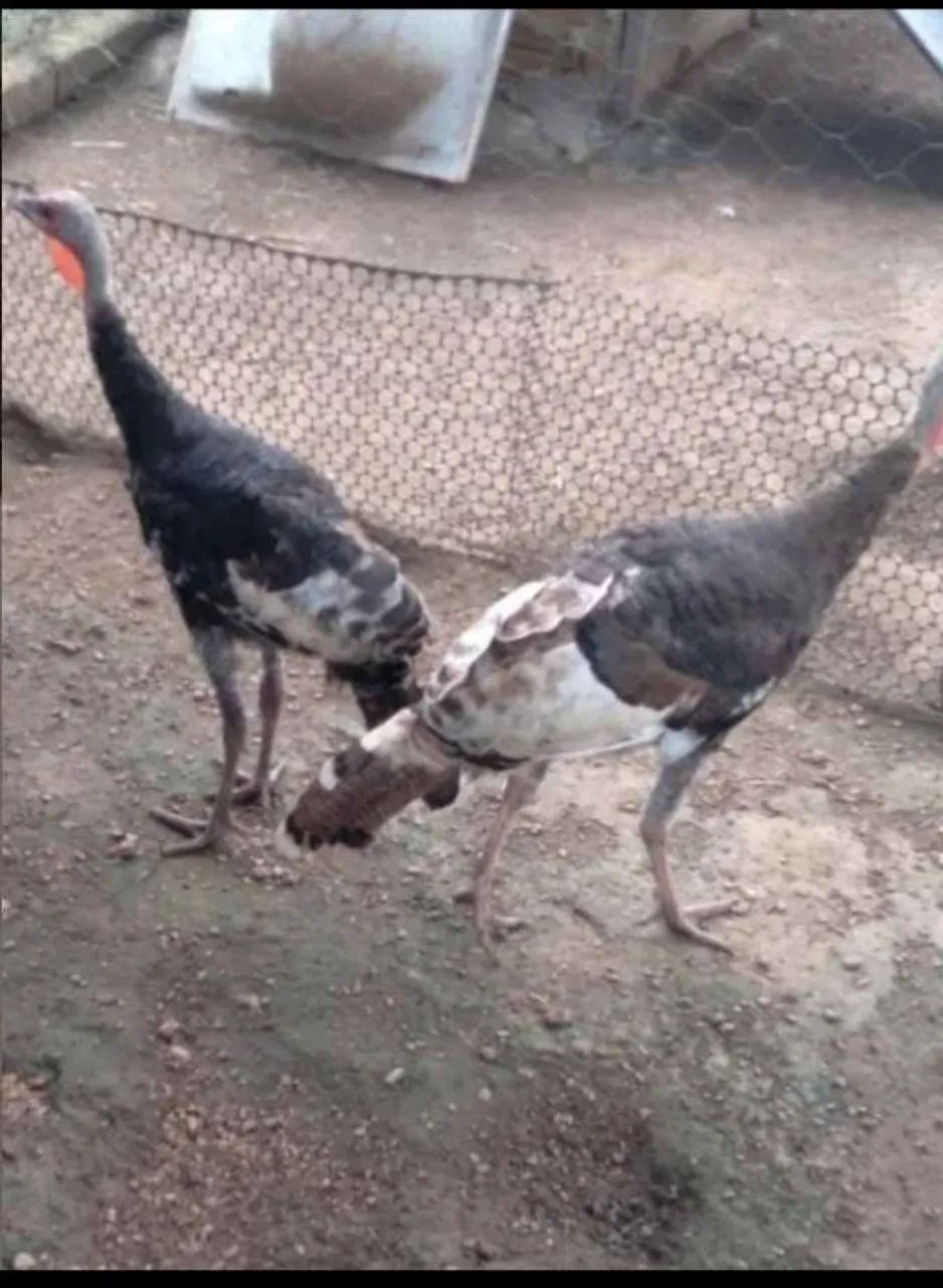 Vendo ou troco - Foto 2
