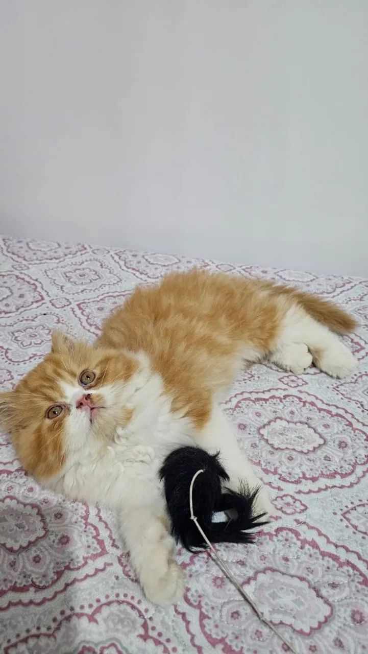 Gato Persa ( macho) - Foto 3