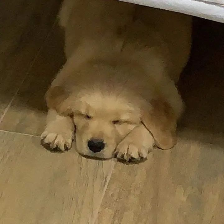 Golden Retriever - Foto 5