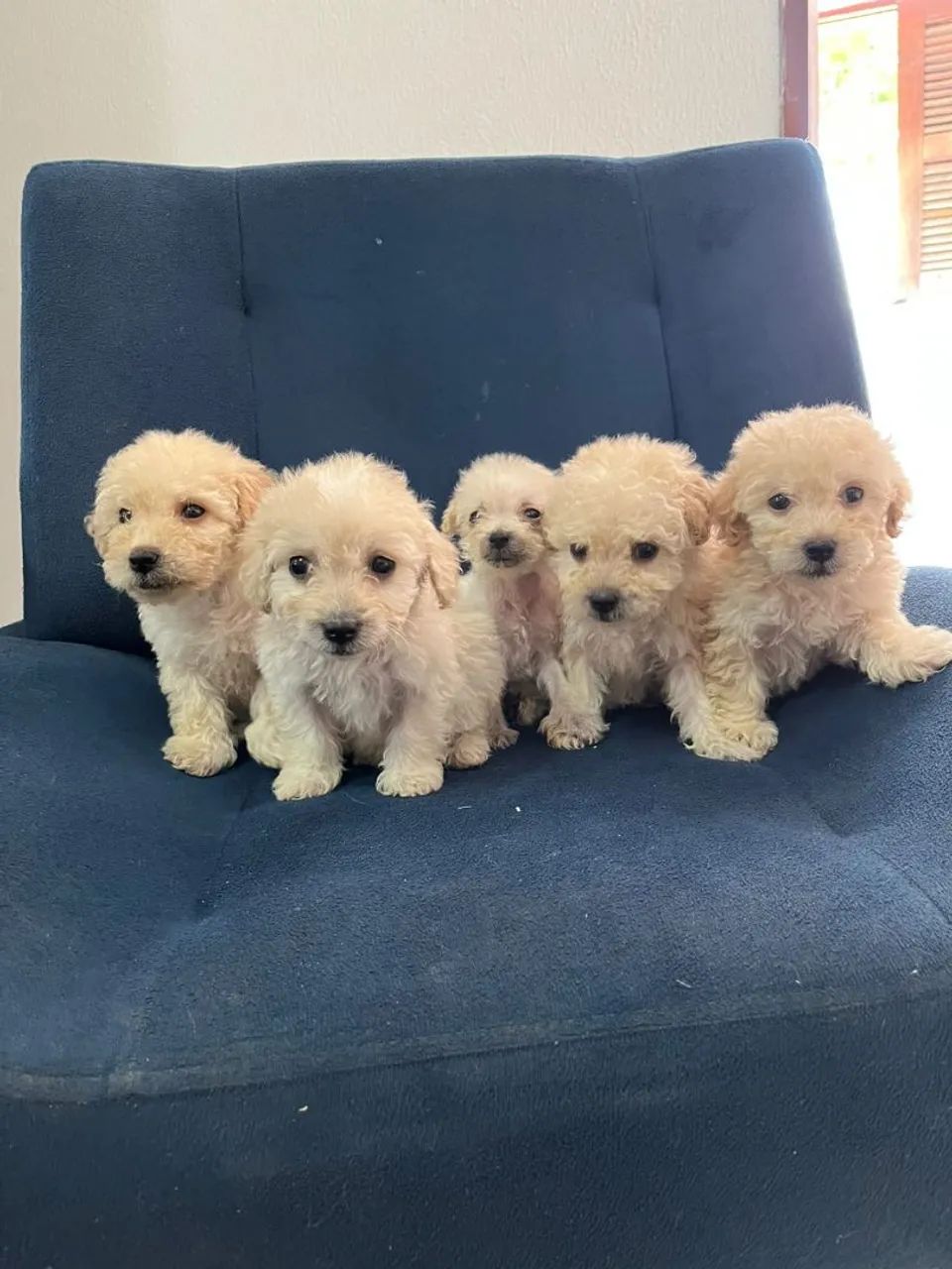 Lindos poodle toy 