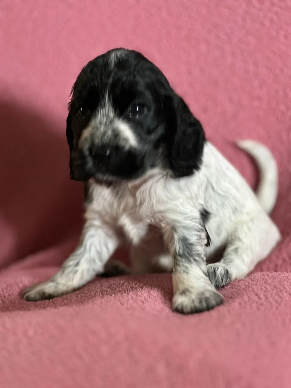 Cocker - Foto 5