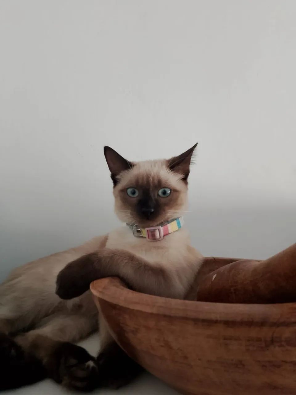 Doa se um linda gatinha ?