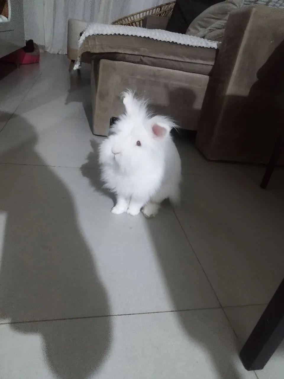 Procuro coelha para cruza  - Foto 4