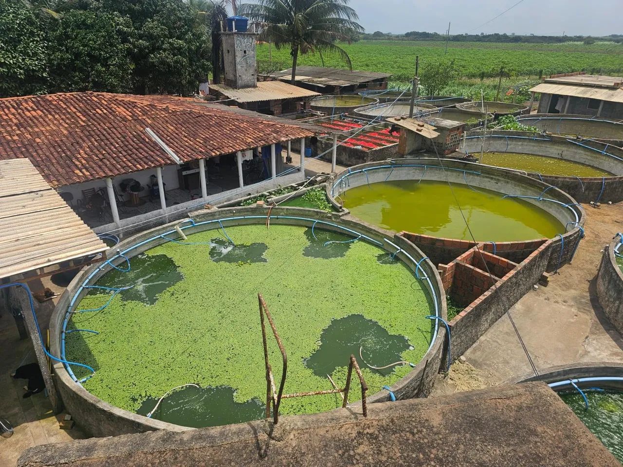 Chácara, sítio tilapia 