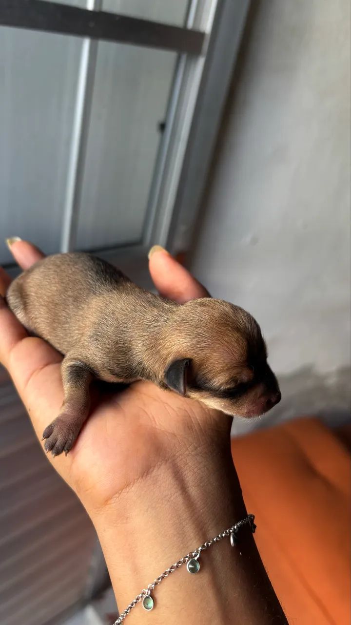 Filhotes de Pinscher  - Foto 2