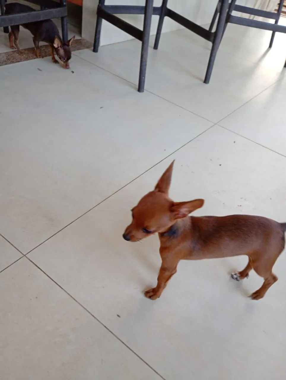 Vende se filhotes Pinscher 