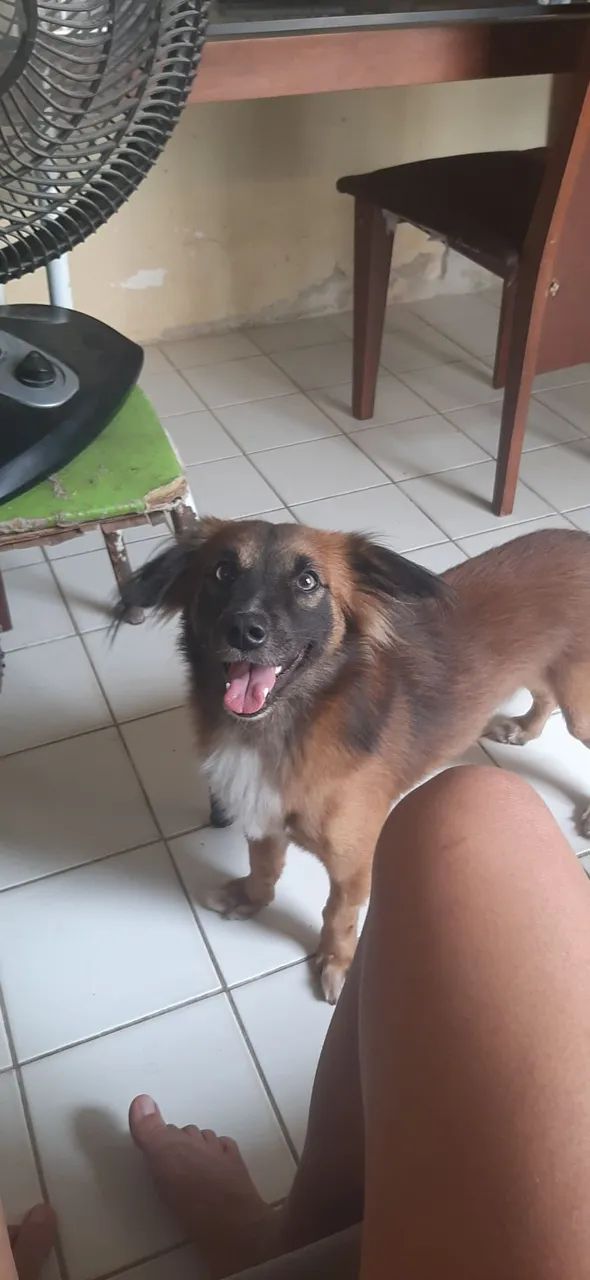 Adoção responsável  - Foto 2
