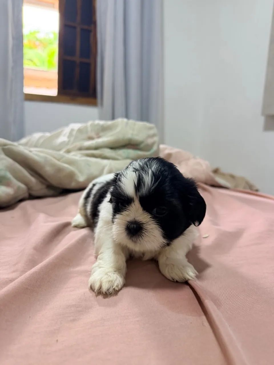 Shiztu  - Foto 4