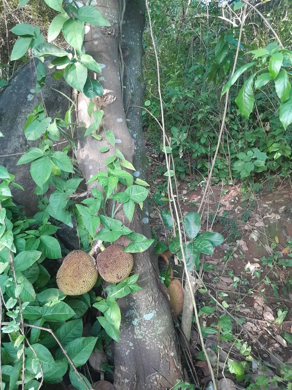 VENDO TERRENO EM JABURUNA 