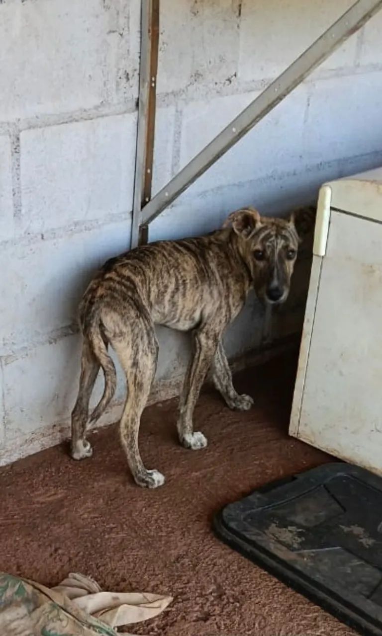 Doa-se esses cachorrinhos  - Foto 3