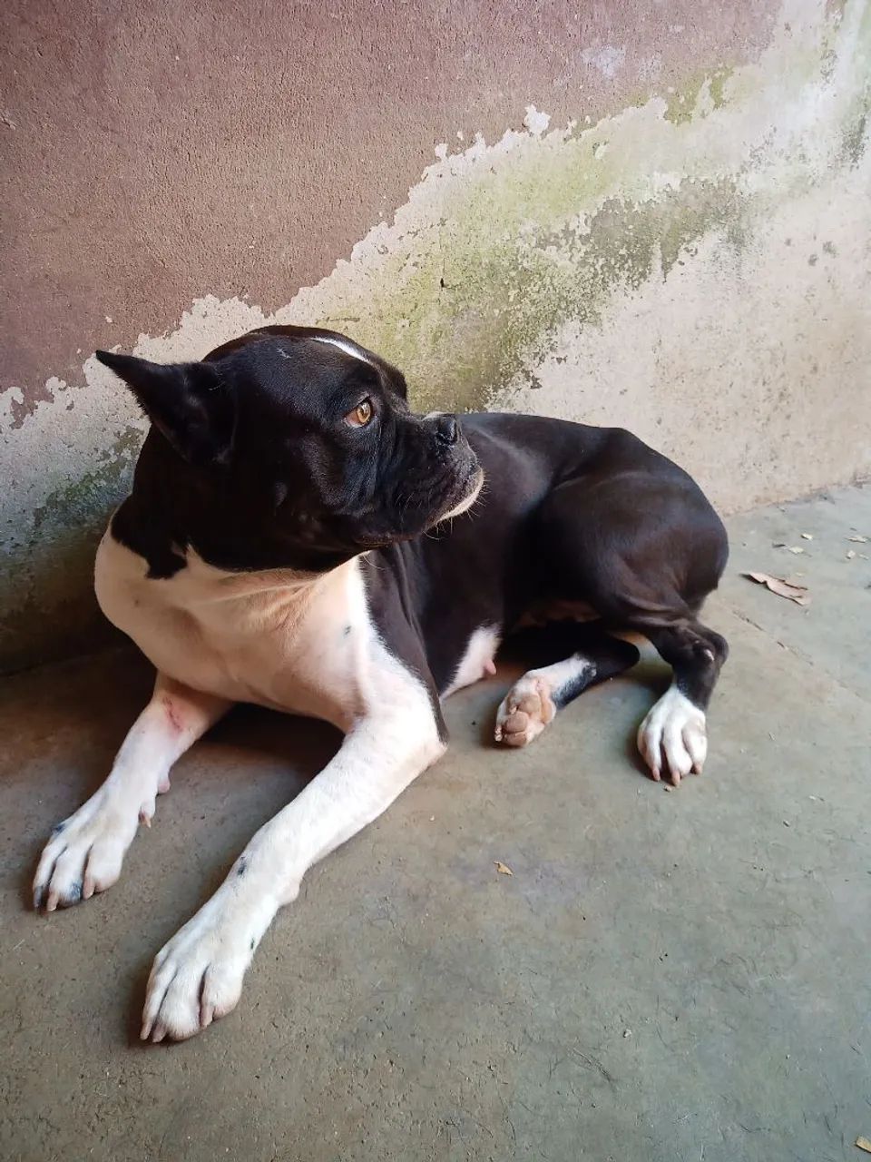 Casal do Bulldog  - Foto 4