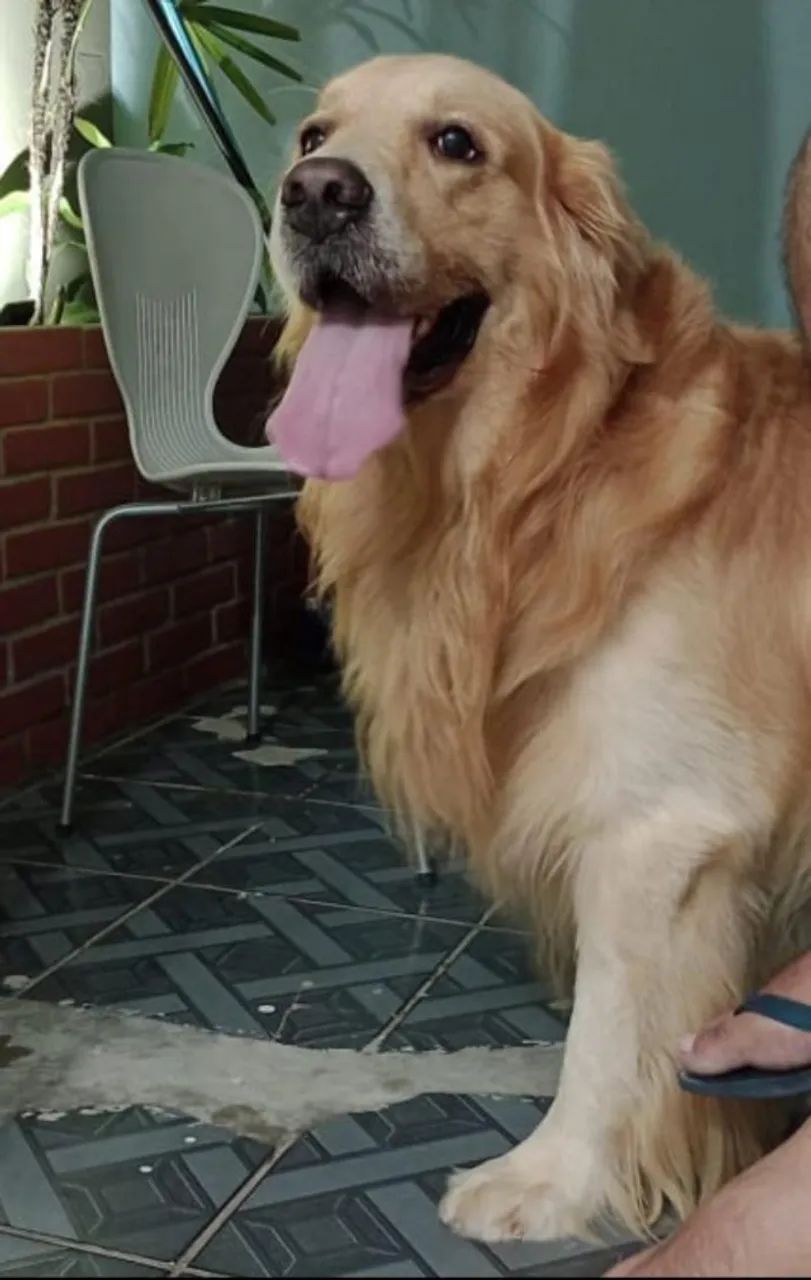 GOLDEN RETRIVIER - Foto 5