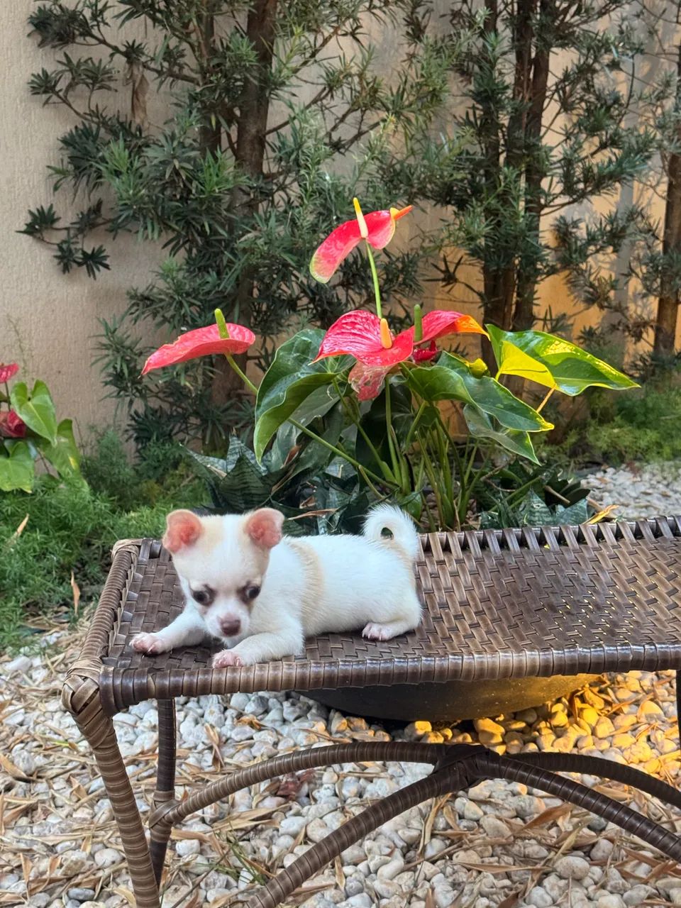 Chihuahua macho  - Foto 5