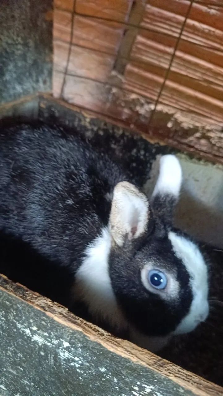 Casal de coelho mine