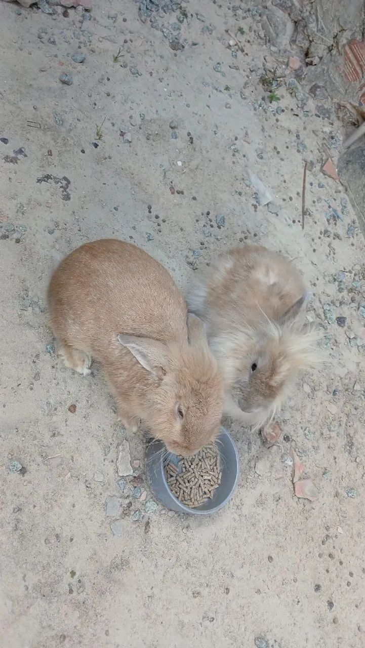 Vende-se coelhos 