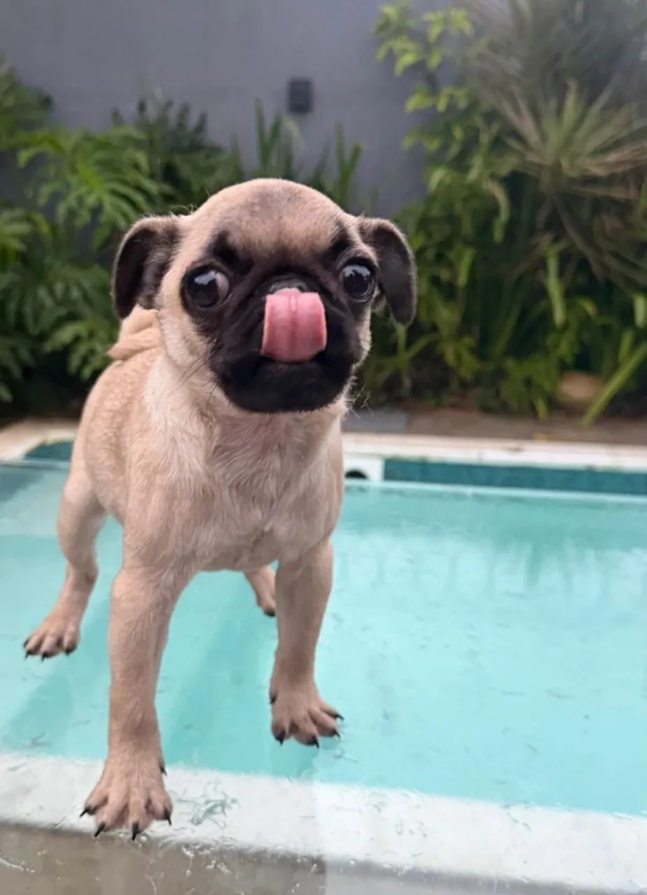 Pug fofinha bem branca