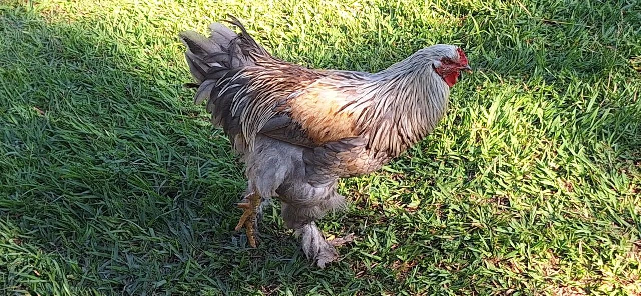 Galos brhama 