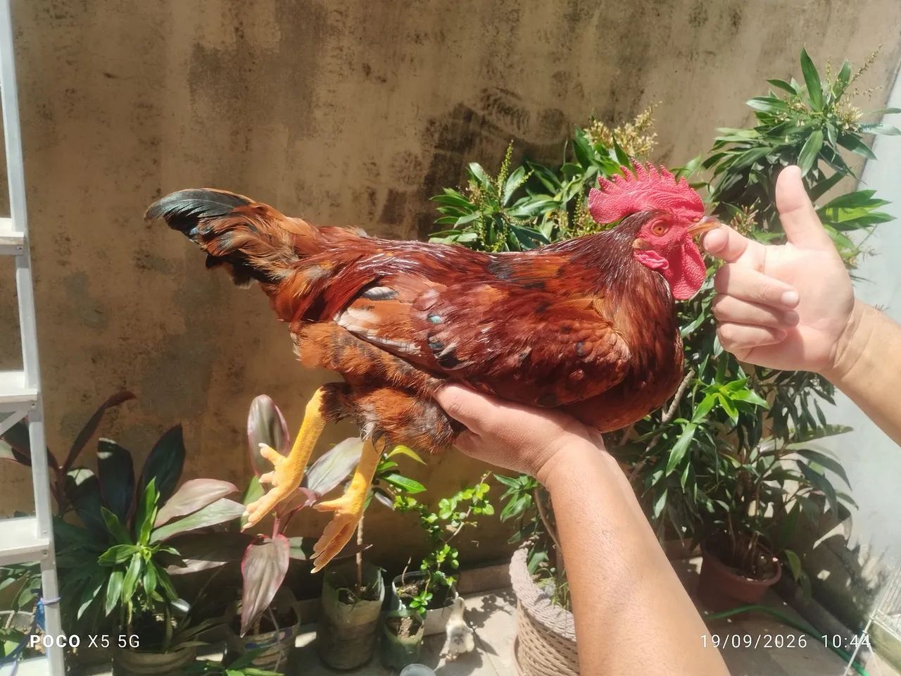 Rhode Island Red  - Foto 3