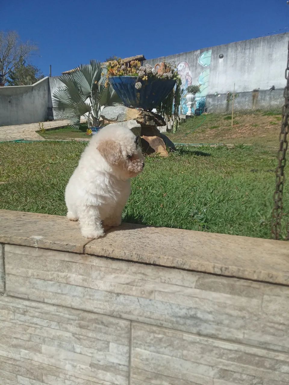 Poodle toy  - Foto 4