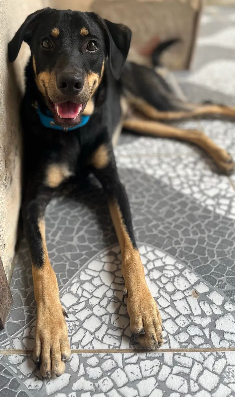 Doação de Pet