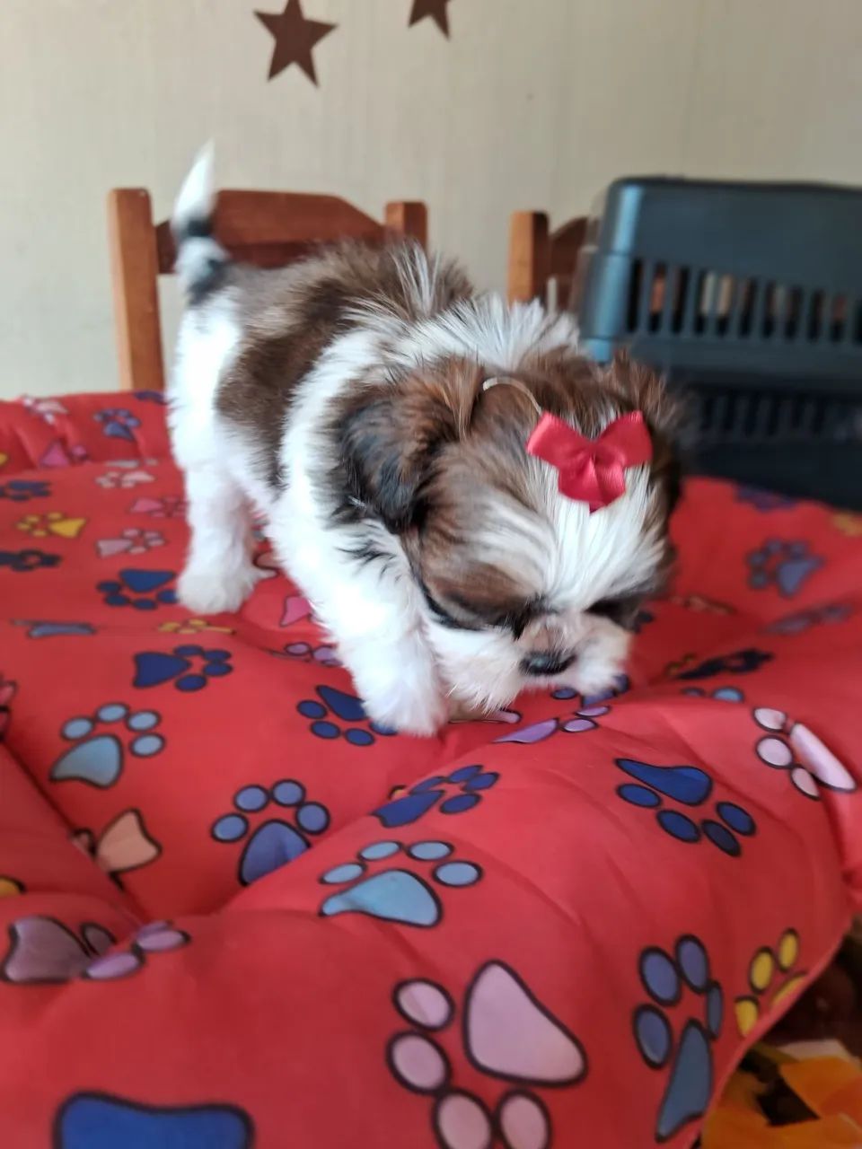 Shitzu femea - Foto 5