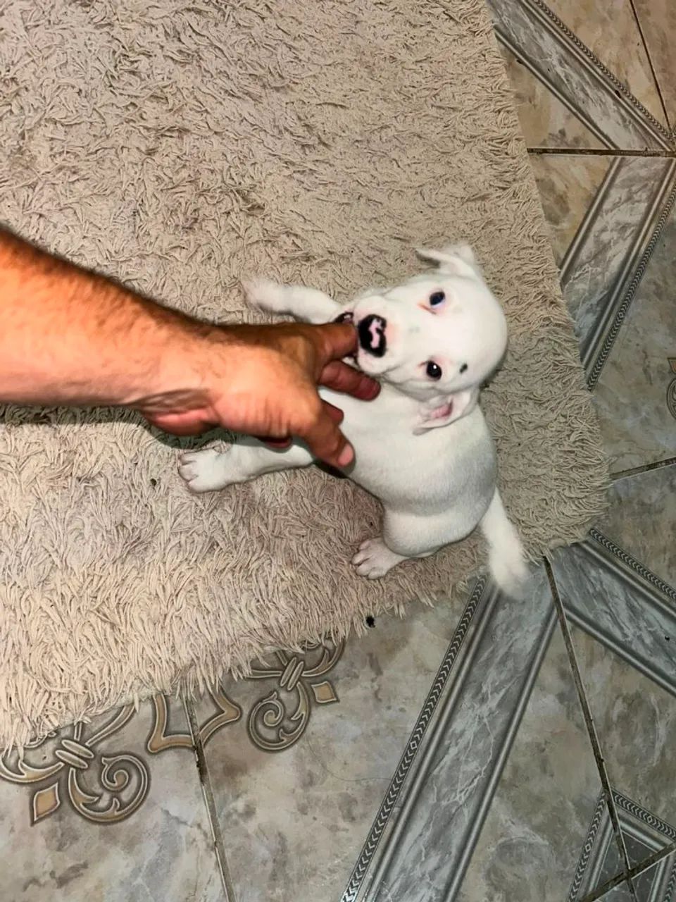 Cachorro  - Foto 3