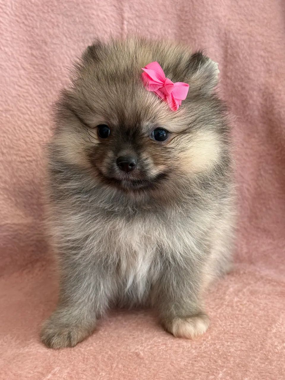 Spitz Alemão  - Foto 3