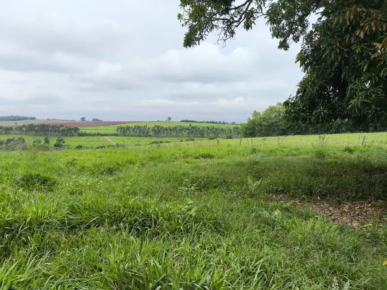 Fazenda para gado ,plantio grãos - Foto 3