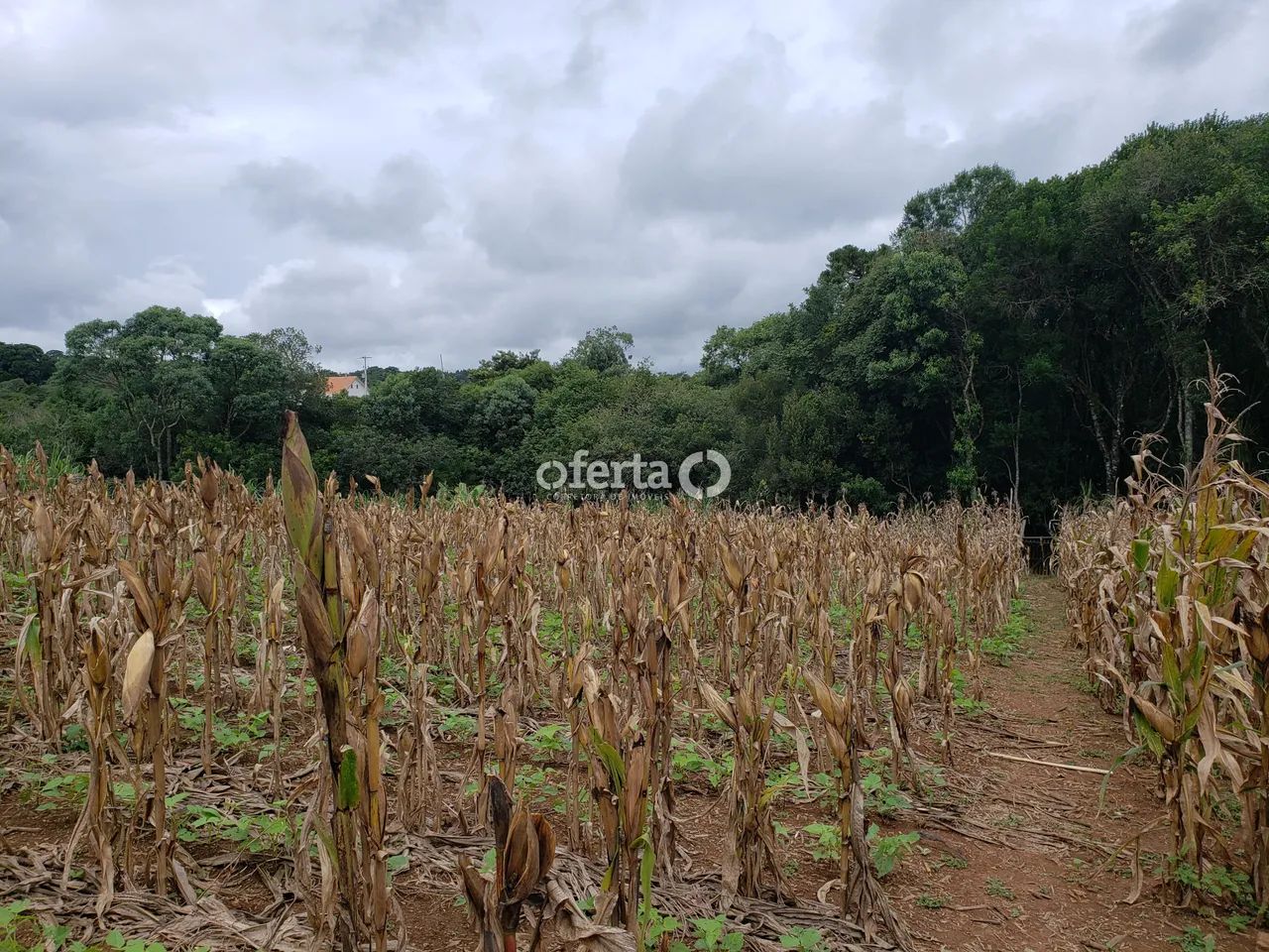 Chácara em Contenda - Foto 5