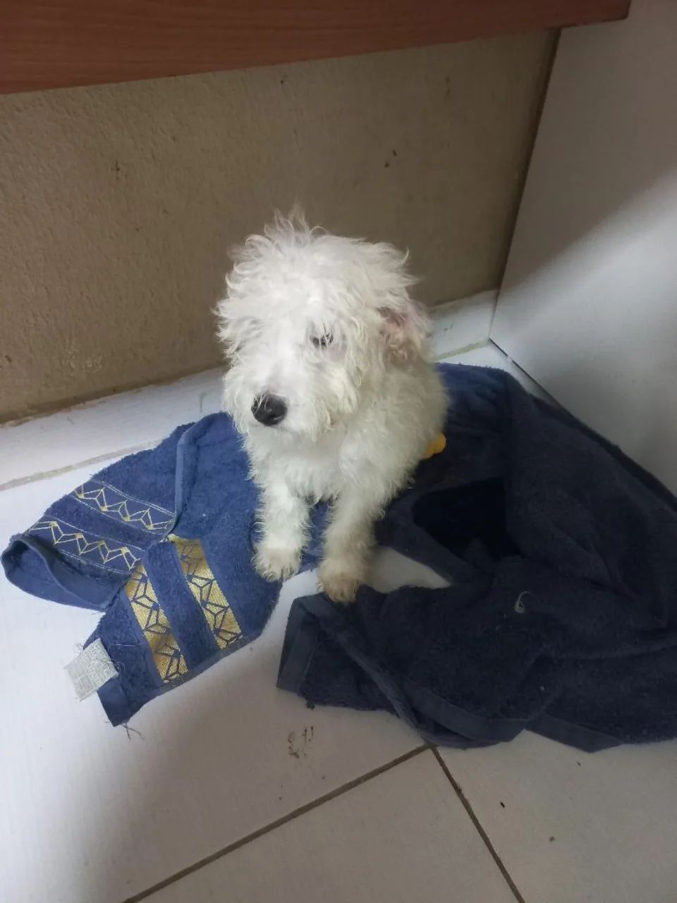Poodle Macho  - Foto 4