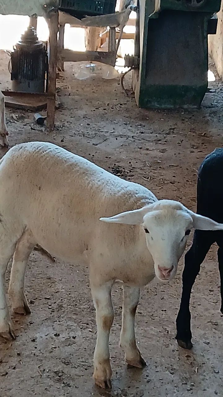 Bodinhos Sannen - Foto 5