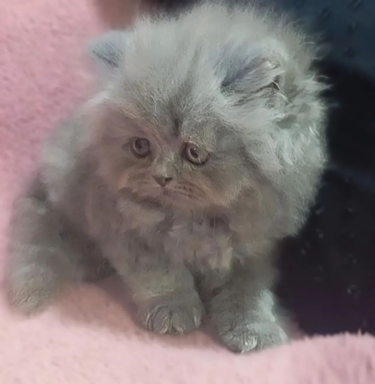 Gato persa legítimo pelagem muito macia  - Foto 3