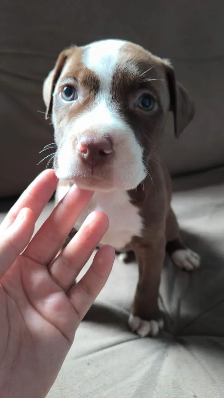 Filhotes de Pitbull  - Foto 4