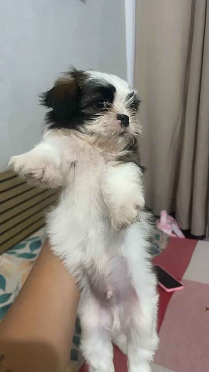 Cachorros - Foto 3
