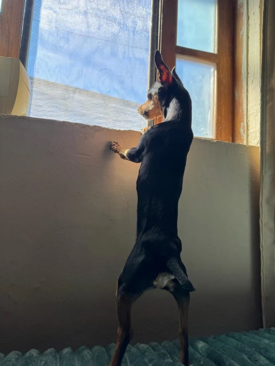 Pinscher - Foto 5