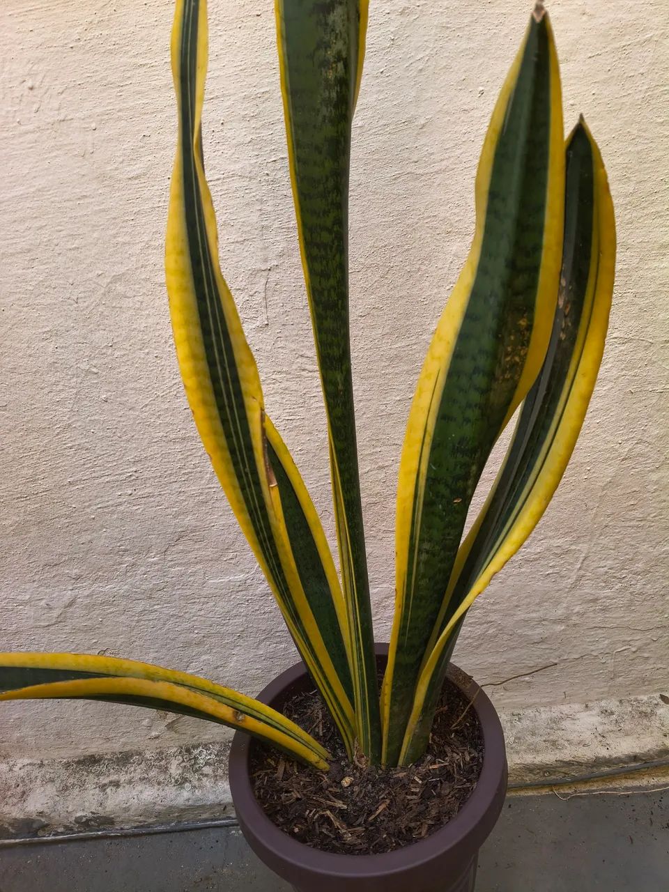 Plantas - Foto 2