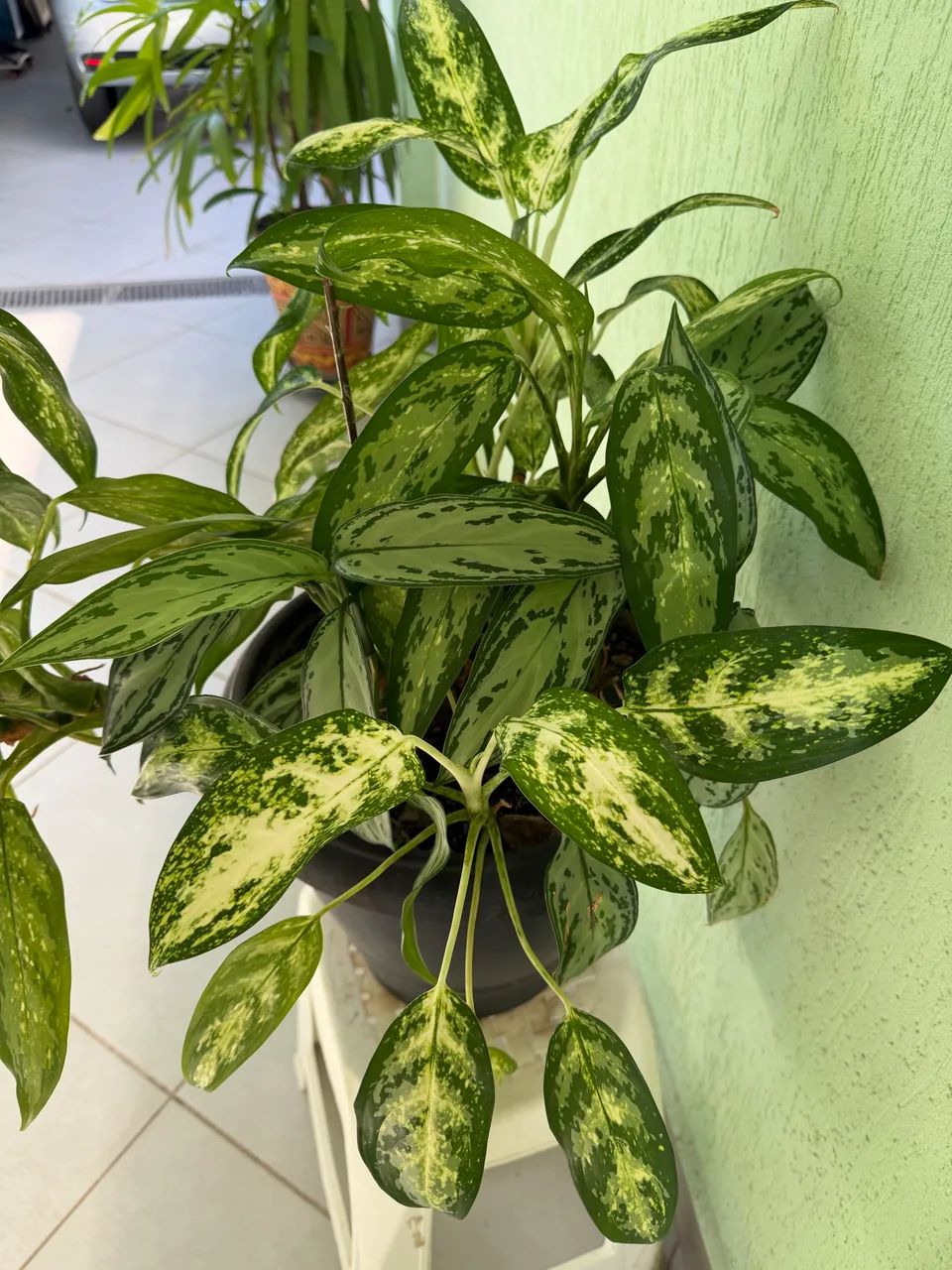 Vaso de planta com Aglaonemas - Foto 3