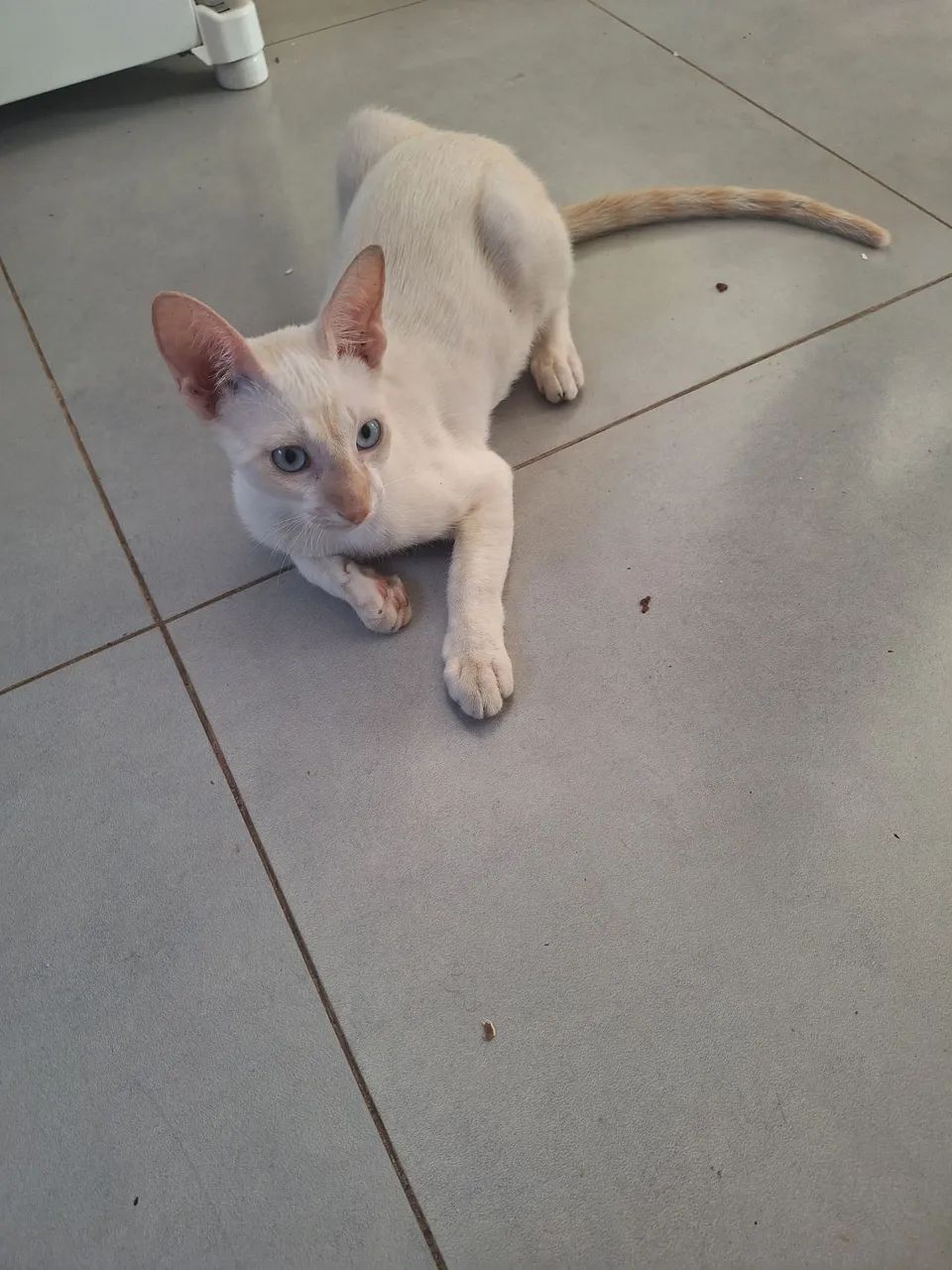 Doação de gato - Foto 3