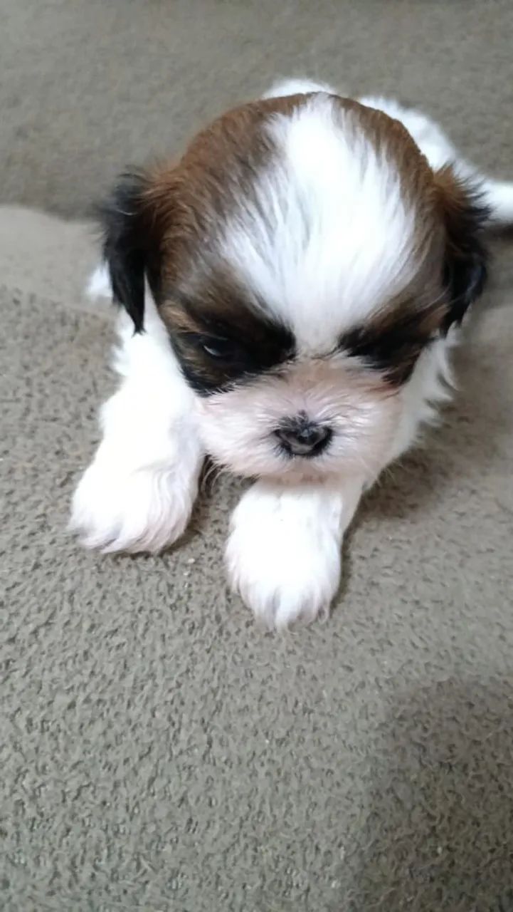 Cachorro