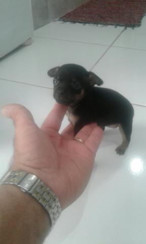 Vende pincher