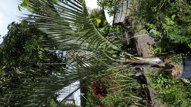 Plantas e grama - Foto 6